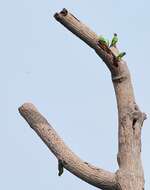 Image of Long-tailed Parakeet