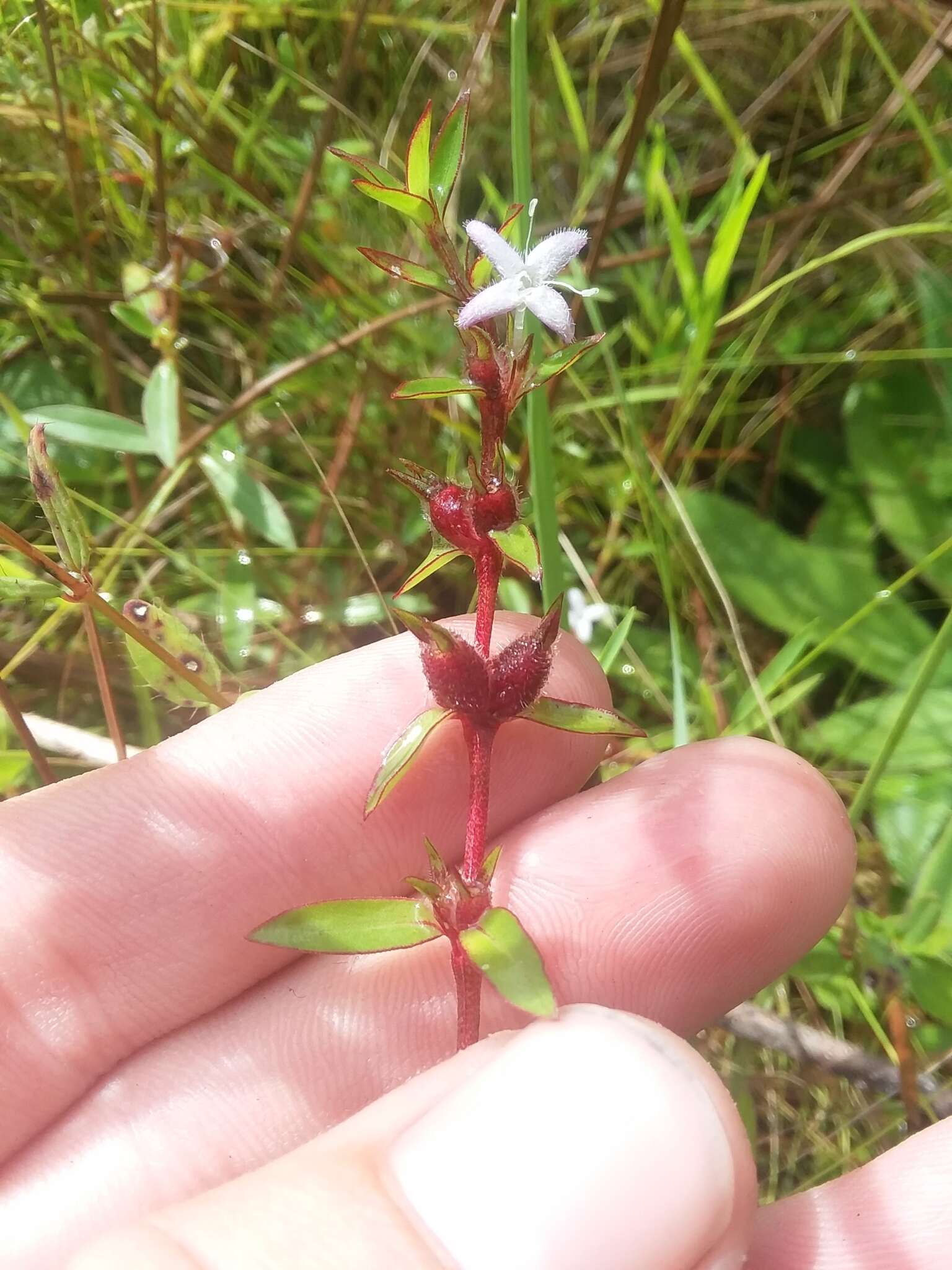 Image of buttonweed