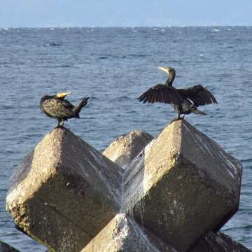 Image of Japanese Cormorant