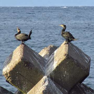 Image of Japanese Cormorant