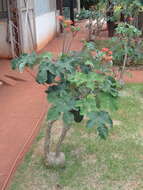 Imagem de Jatropha podagrica Hook.