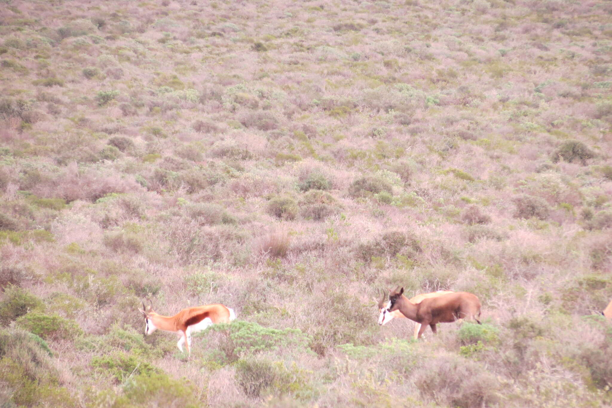 Image of Black Springbok