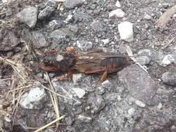 Image of European Mole Cricket