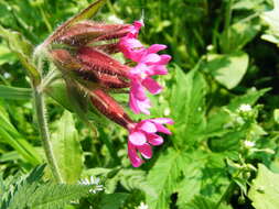 صورة Silene dioica (L.) Clairv.