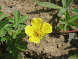 Image of creeping cinquefoil