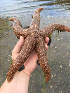 Image of Mottled star