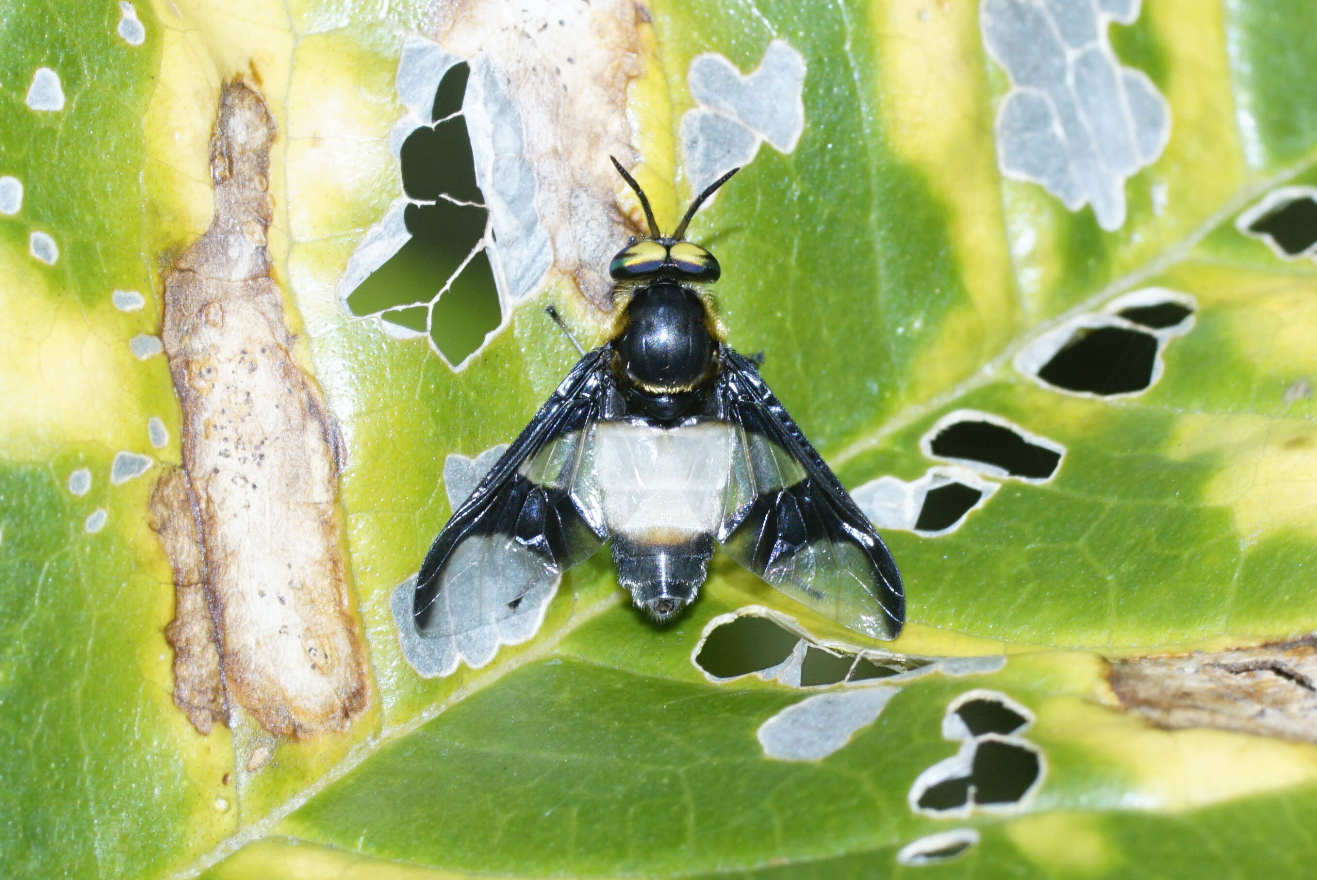 Image of Chrysops