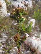 Image of Roella amplexicaulis Dod