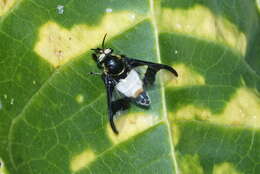 Image of Chrysops