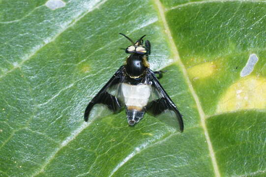 Image of Chrysops