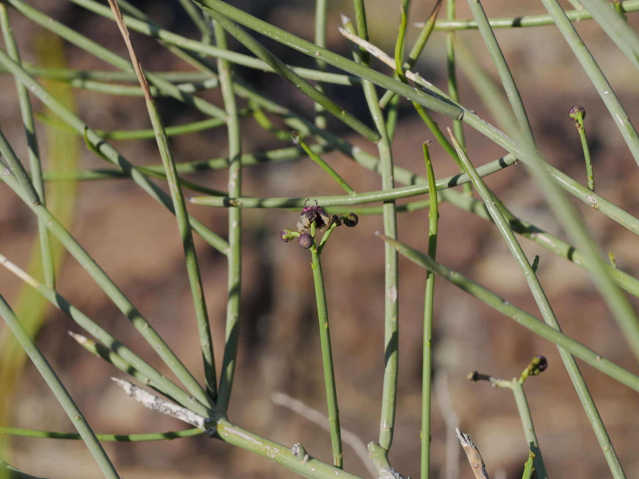 Image of Periploca aphylla Decne.