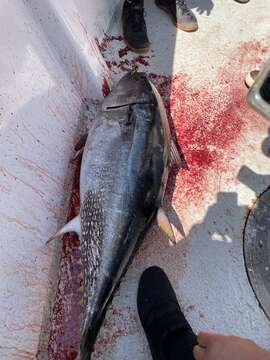 Image of Pacific Bluefin Tuna