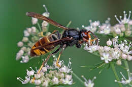 Image of Asian hornet