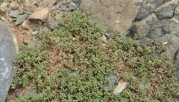 Image of Portulaca quadrifida L.