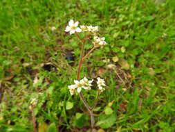 Image of California Pseudosaxifrage