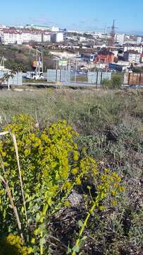 Image of urban spurge