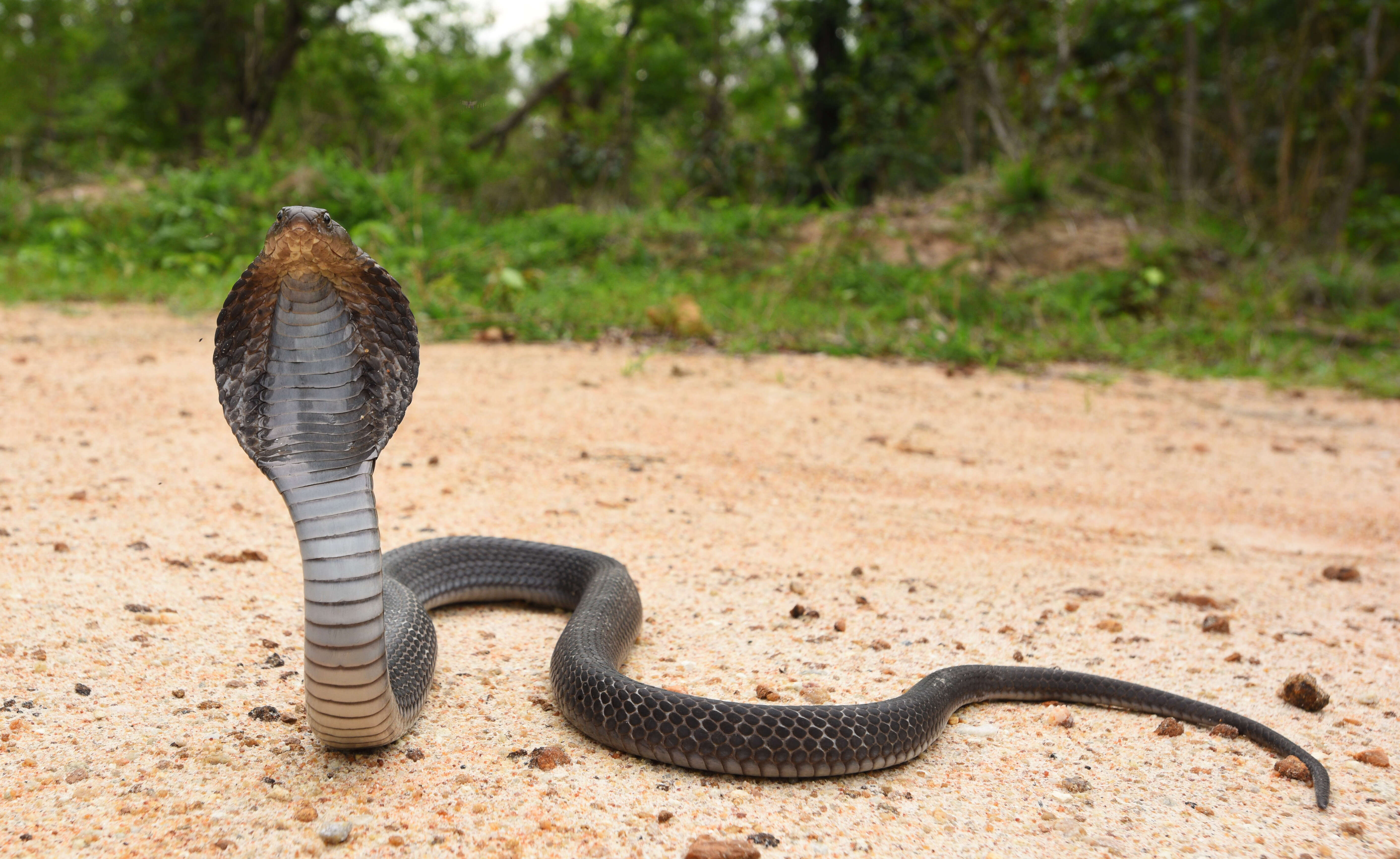 Image of Black And White Spitting Cobra