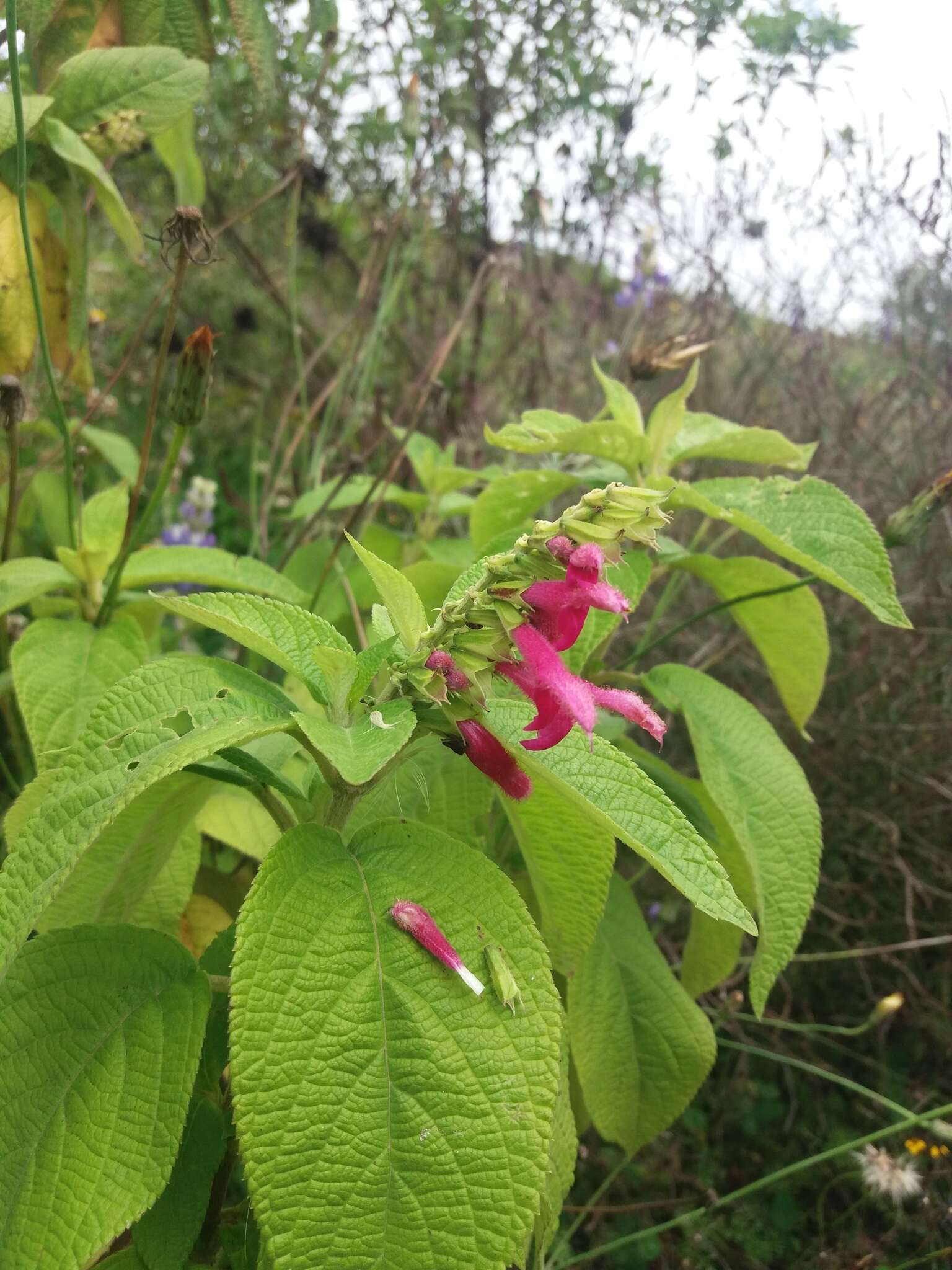 Image of Salvia tortuosa Kunth