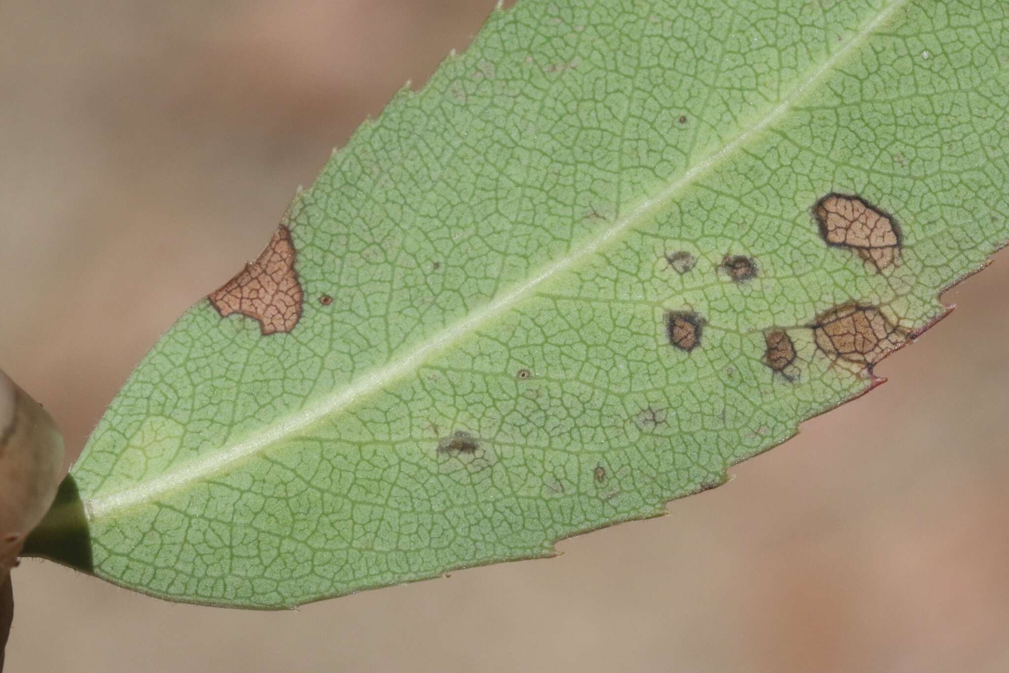 Image of Acrocercops arbutella Braun 1925