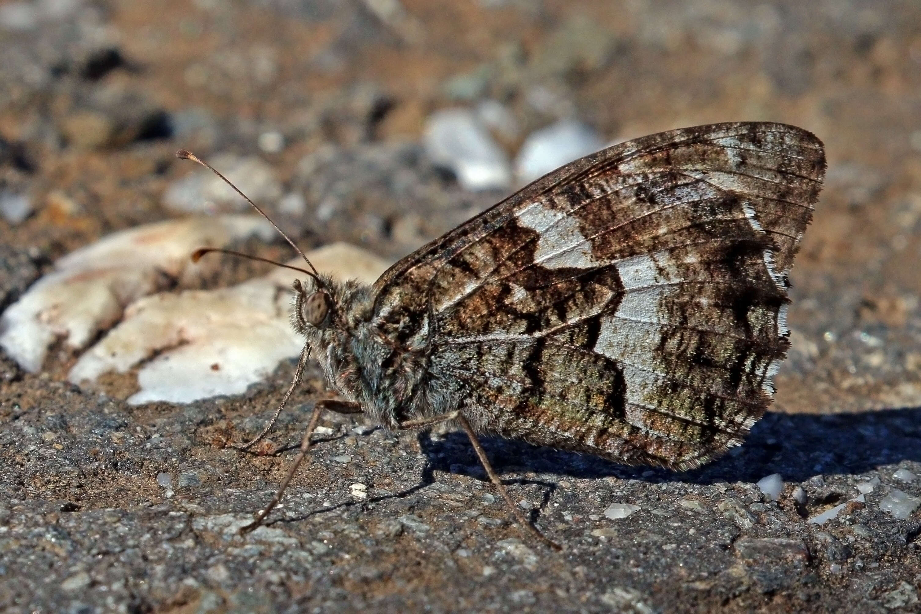 Image of Grayling