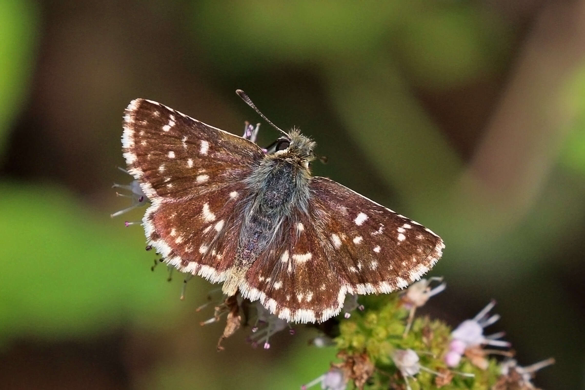 Image of red underwing skipper