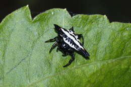 Image of Gasteracantha geminata (Fabricius 1798)