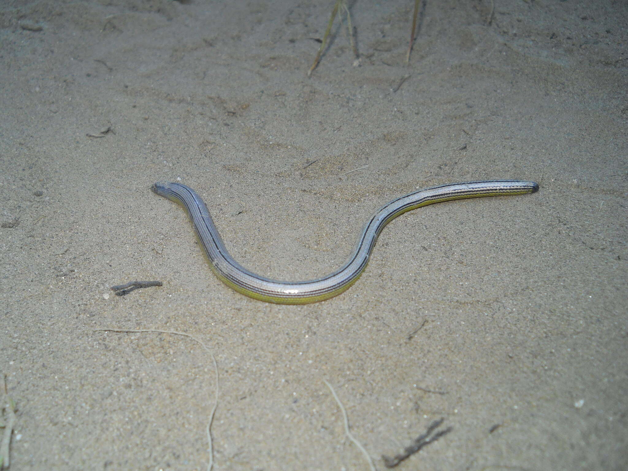 Image of California legless lizard