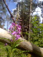 Image of Narrow-Leaf Fireweed