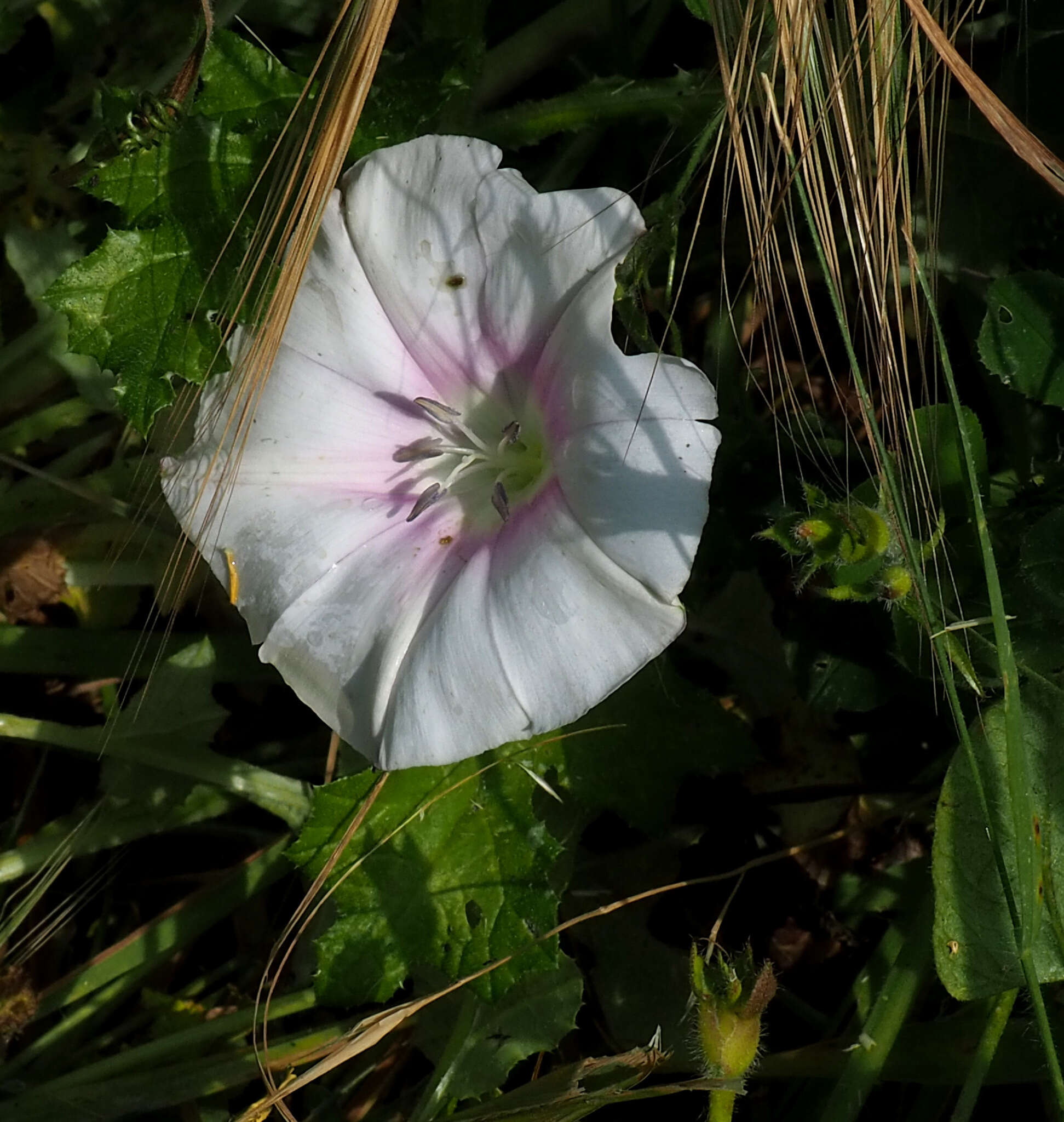 Image de Convolvulus betonicifolius Miller