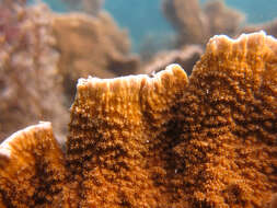 Image of Encrusting pore coral