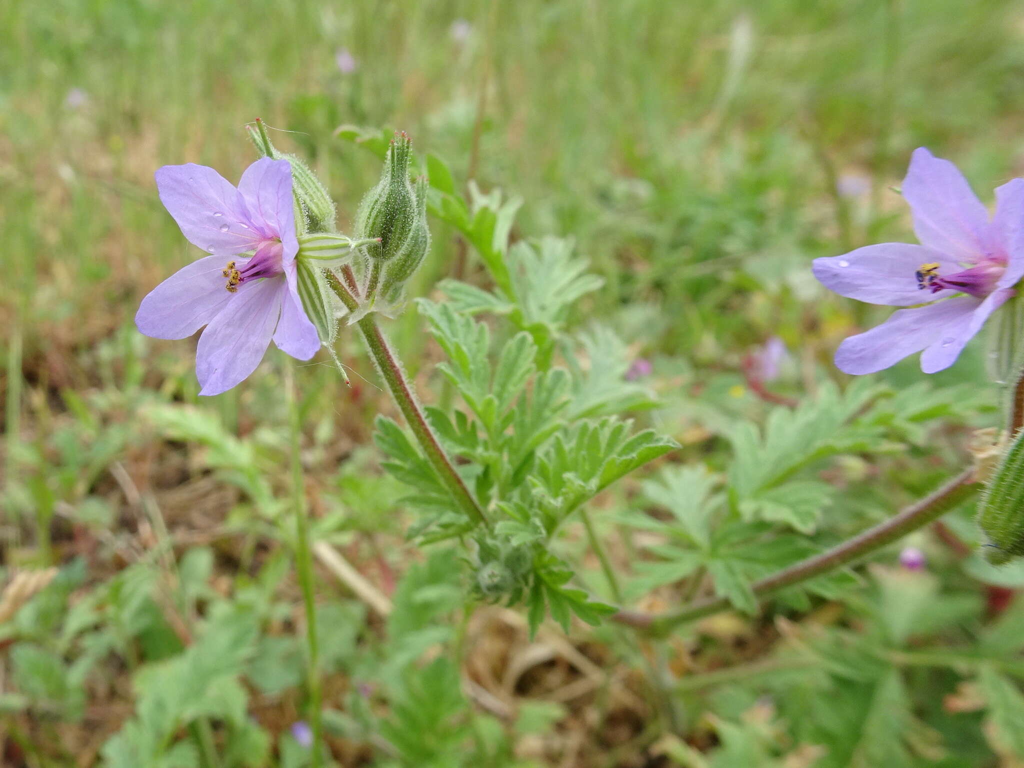 Erodium ciconium (L.) L'Her. resmi