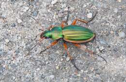 Imagem de Carabus (Tachypus) auratus Linnaeus 1760