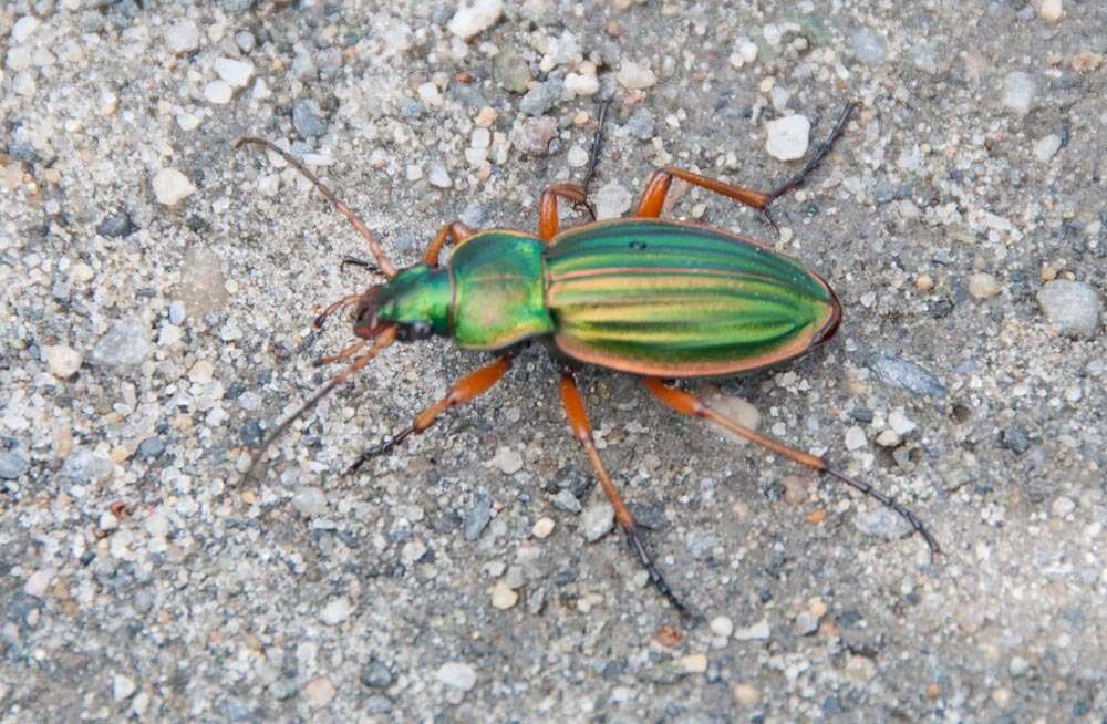 Imagem de Carabus (Tachypus) auratus Linnaeus 1760