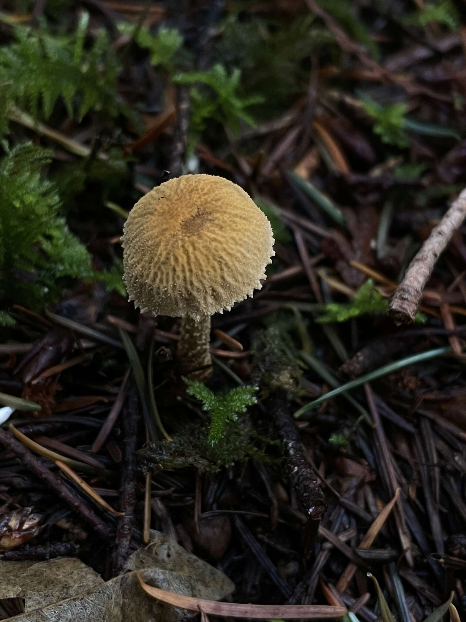 Image de Cystoderma amianthinum var. rugosoreticulatum (F. Lorinser) Bon