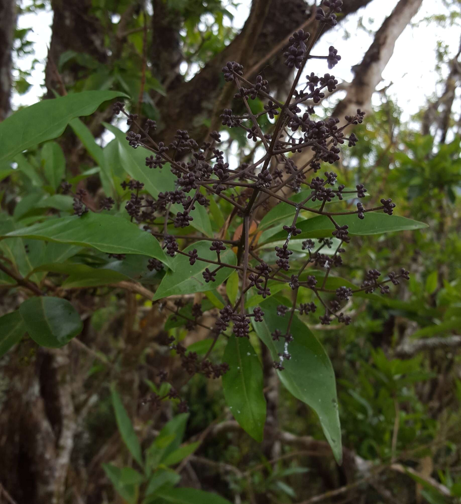 Image of Nuxia verticillata Lam.