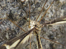 Image of Tipula (Yamatotipula) caloptera Loew 1863