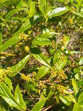 Image of Hedyosmum nutans Sw.