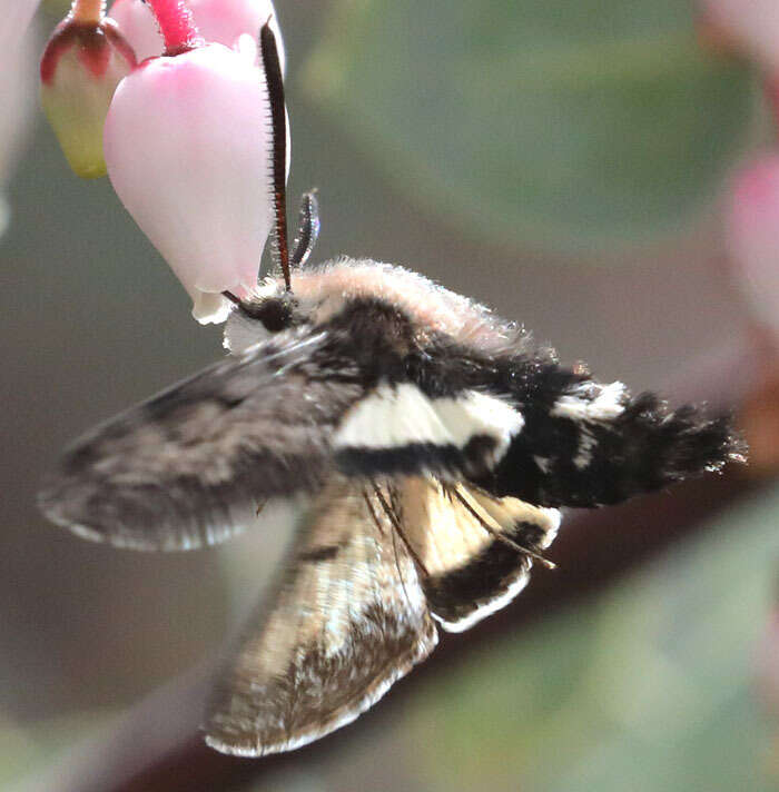 Image of Phaeton Primrose Sphinx