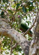 Image of Red-bellied Fruit Dove