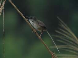 Image of Hill Prinia