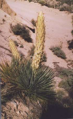 Image of Parry's beargrass