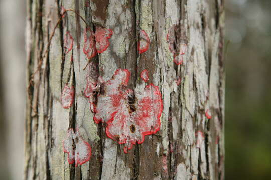 Imagem de Herpothallon rubrocinctum (Ehrenb.) Aptroot, Lücking & G. Thor