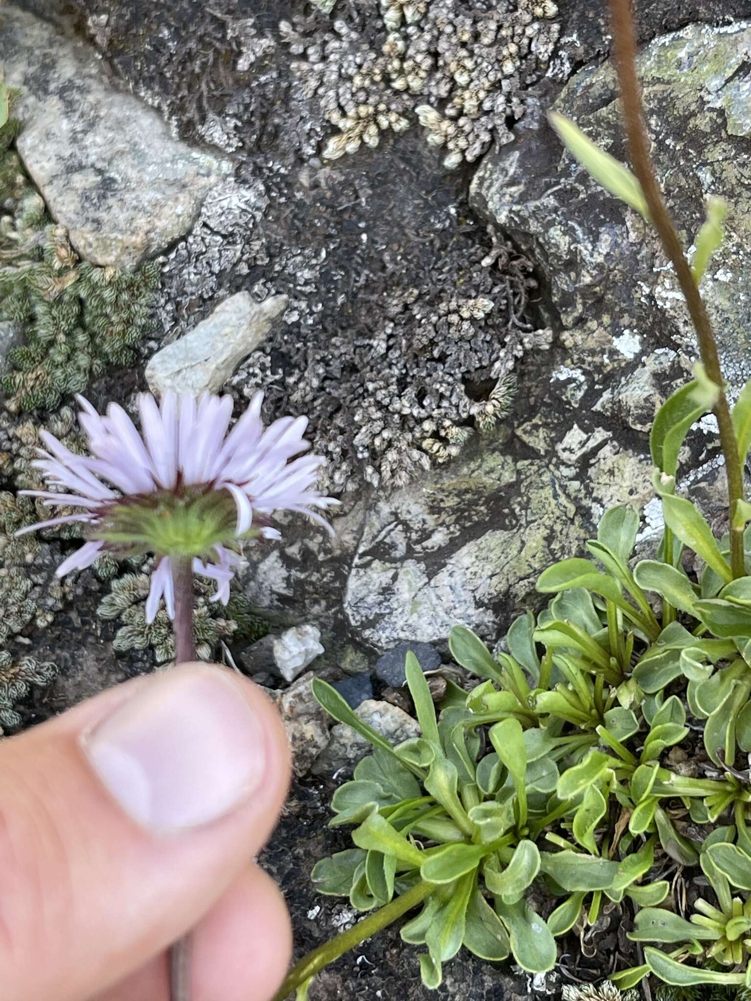 Image of rockslide yellow fleabane