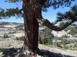 Image of Jeffrey Pine