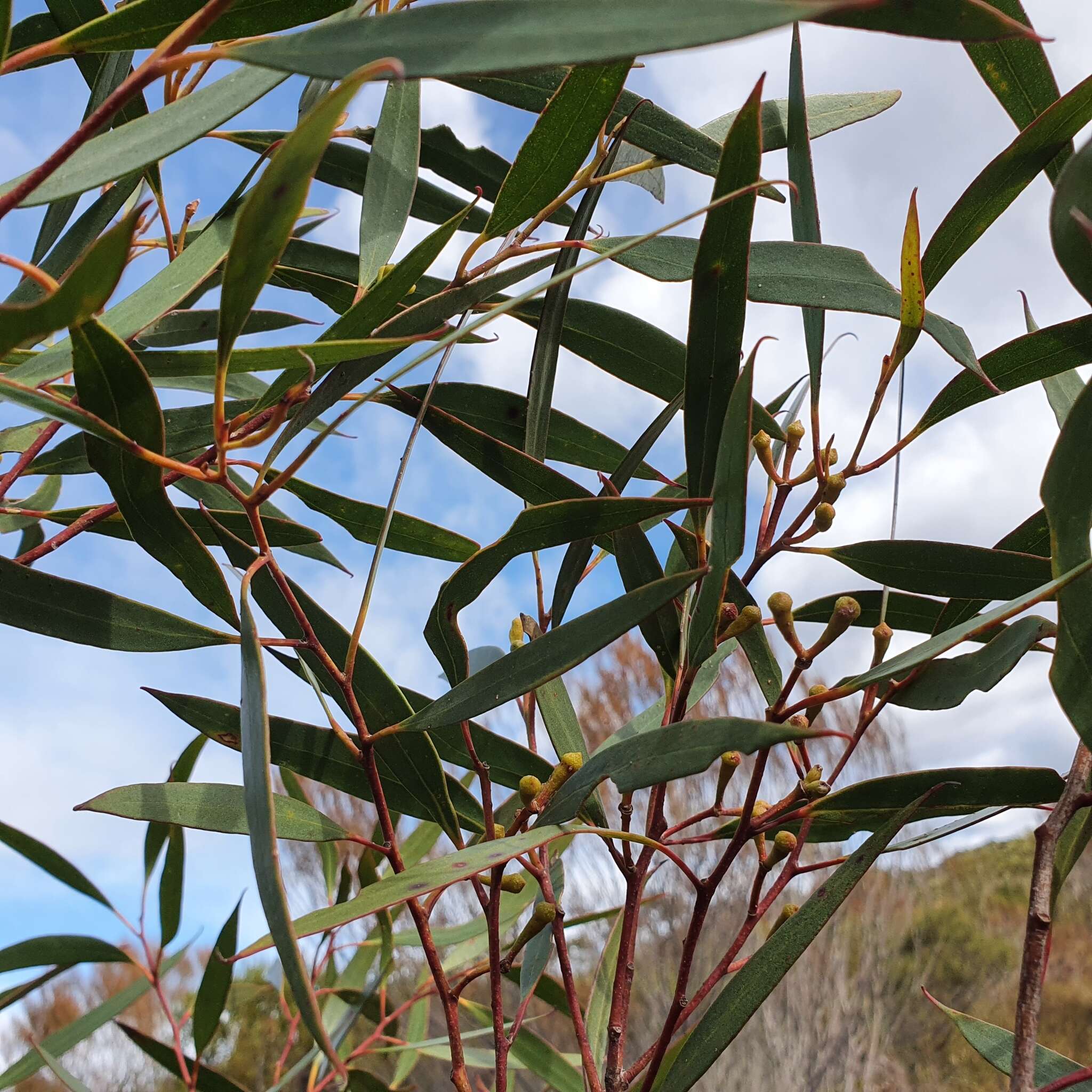 Слика од Eucalyptus burgessiana L. A. S. Johnson & Blaxell