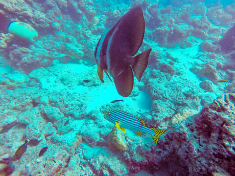 Image of Indian Ocean oriental sweetlips