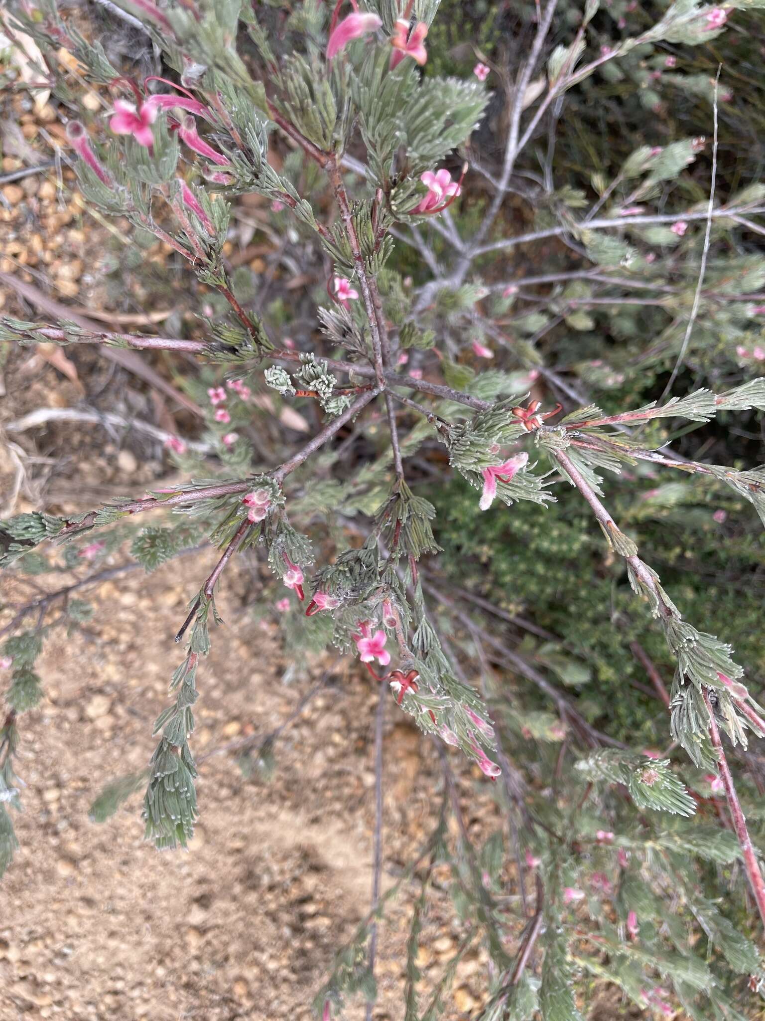 Image de Adenanthos macropodianus E. C. Nelson