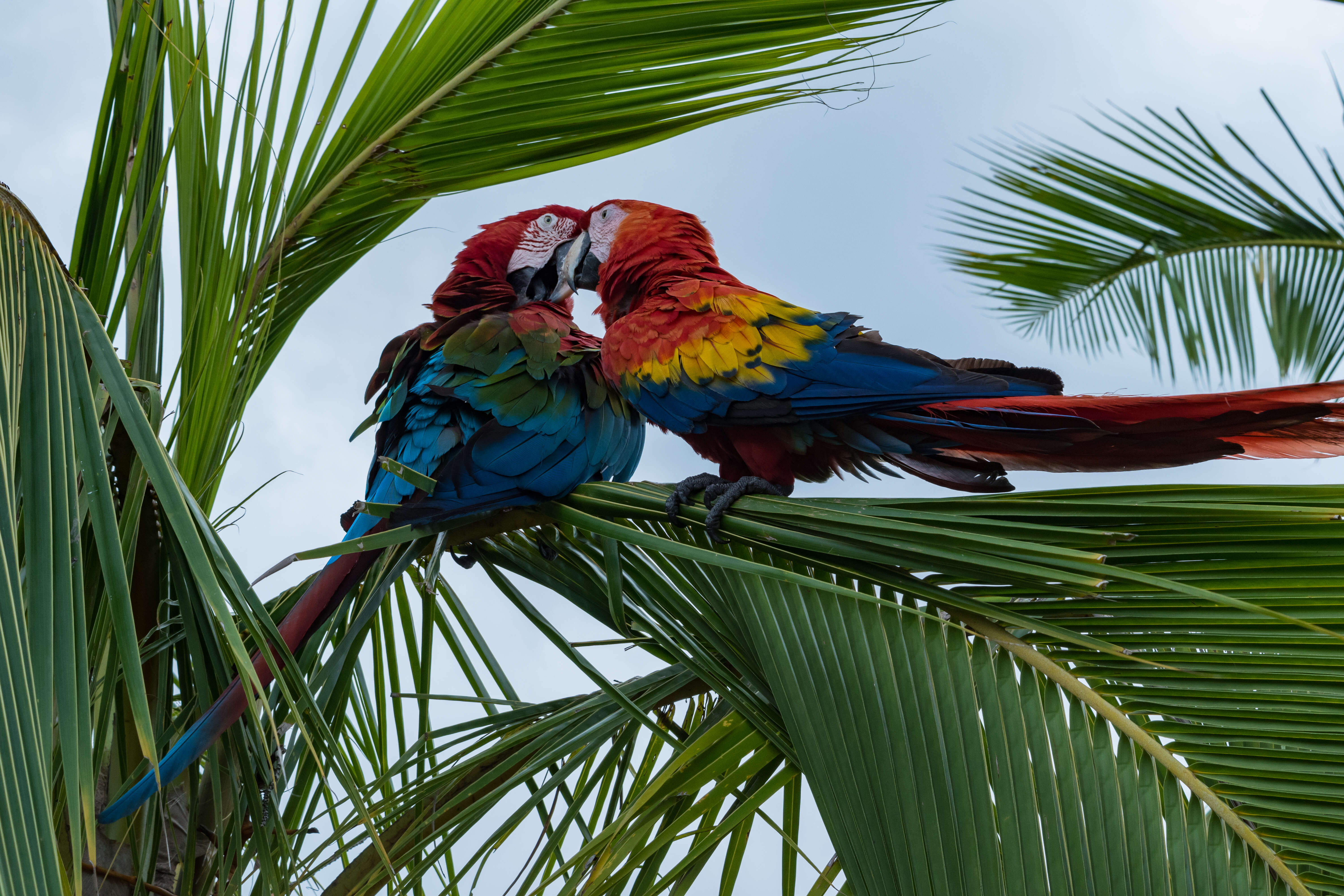 Image of Scarlet Macaw