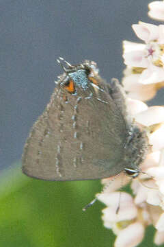 Image of Banded Hairstreak