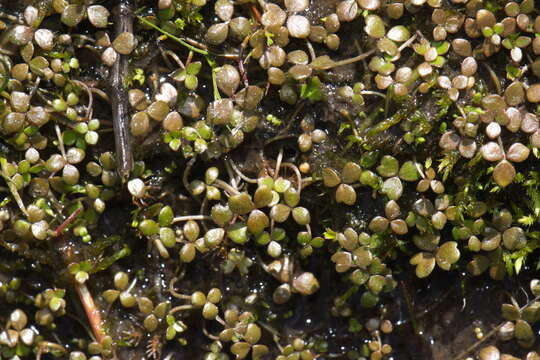 Image of Hydrocotyle tripartita var. hydrophila (Petrie) Cheesem.